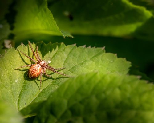 pexels-erik-karits-2093459-18159680