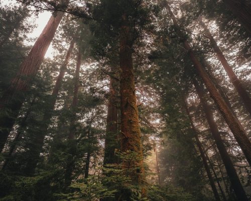 pexels-lukas-rodriguez-1845331-19492319