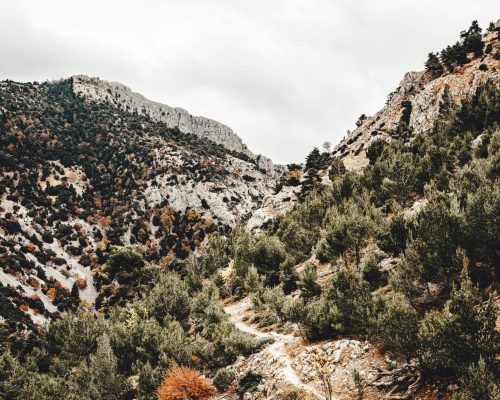 pexels-wojtekpaczes-19443285